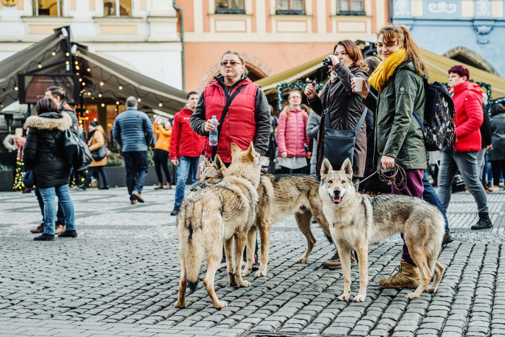Lively street market with people socializing and dogs walking on cobblestone.