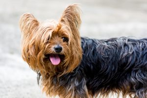 yorkshire terrier, dog, pet, animal, small dog
