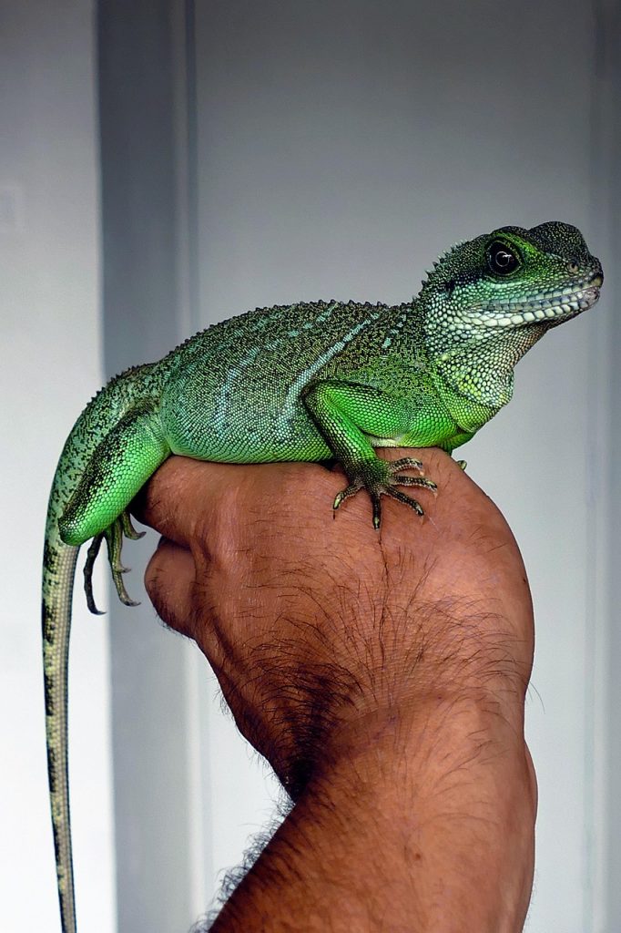 chinese water dragon, lizard, green, reptile, water, dragon, animal, wildlife, chinese, terrarium, cocincinus, physignathus, nature, eye, pet, iguana, tropical, skin, wild, exotic, asian, agama, creature, china, colorful, looking, one, fauna, herpetology, single, reptilian, jungle, life, scales, scaly, tame, handling, diurnal, species