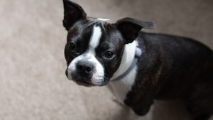 Close-up of a Boston Terrier with expressive eyes, looking into the camera.