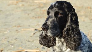 A black and white English Cocker Spaniel gazing attentively on a sandy beach.