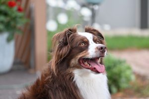 Smiling Border Collie dog enjoying a day outdoors with natural surroundings.