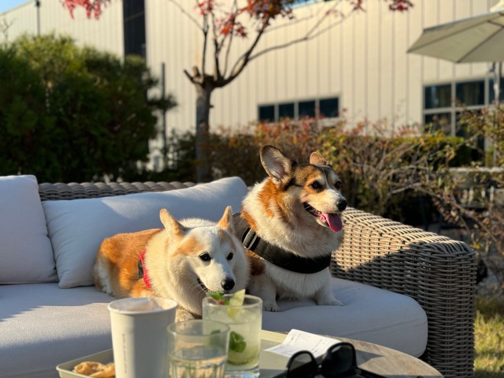Two cute Corgis enjoying a sunny day on an outdoor terrace sofa with drinks.