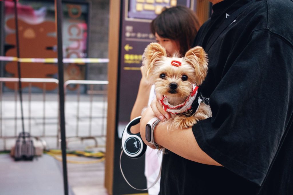 Cute Yorkshire Terrier being held in bustling Beijing street. Perfect shot of urban lifestyle.